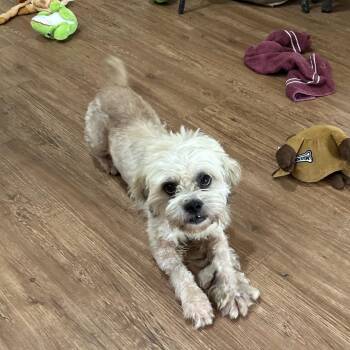 Schaefer Alan -  Shih Tzu Dog for Adoption in Houston, Texas - Schaefer Alan | PetCurious