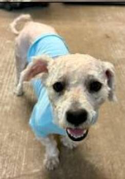 Chimi -  Poodle Dog for Adoption - Chimi | PetCurious
