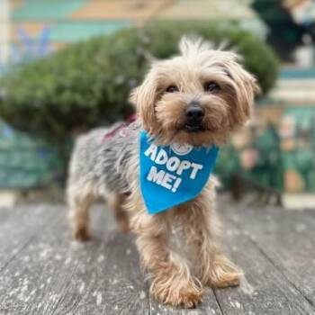 Jake -  Yorkshire Terrier Dog Available for Adoption in Pacific Grove, California - Jake | PetCurious