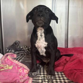 Lexi -  Mixed Breed Dog for Adoption in Saint Charles, Missouri - Lexi | PetCurious