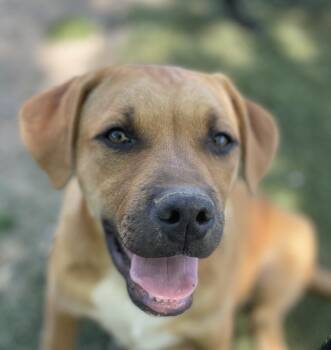Jumbo Zoom - Good with kids and dogs -  Mountain Cur and Hound Dog for Adoption in Andover, Massachusetts - Jumbo Zoom - Good With Kids And Dogs | PetCurious