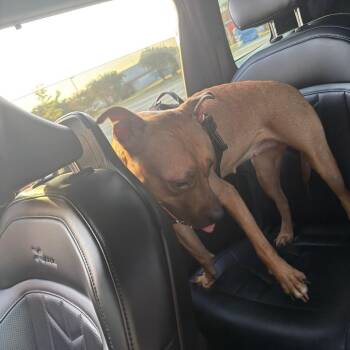 Blueberry -  Boxer and Mixed Breed Dog for Adoption in Greensboro, North Carolina - Blueberry | PetCurious