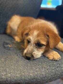 Rescue Terrier Dogs for Adoption in Broomfield, Colorado - SLOANE | PetCurious