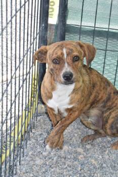 Beagle and Mixed Breed Dogs Available for Adoption in Pahrump, Nevada - Bobby (Pumpkin P2) | PetCurious