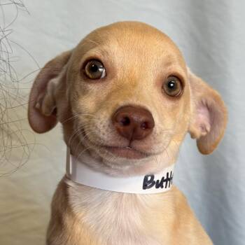 Buttercup -  Black Mouth Cur Dog for Adoption in Goleta, California - Buttercup | PetCurious