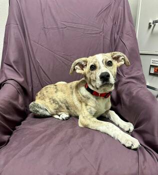 Great Pyrenees Dogs Available for Adoption - Porky | PetCurious