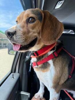 Beagle Dogs Available for Adoption in Coldwater, Michigan - Jojo | PetCurious