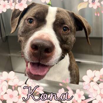 Kona -  Pit Bull Terrier and Boxer Dog for Adoption in Dallas, Texas - Kona | PetCurious
