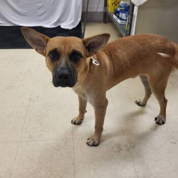 Foxy -  Mixed Breed Dog for Adoption in Lake Panasoffkee, Florida - Foxy | PetCurious