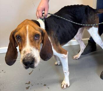 Rescue Treeing Walker Coonhound Dogs for Adoption in Berea, Kentucky - Clayton Lee | PetCurious