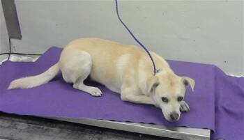 Chihuahua and Mixed Breed Dogs Available for Adoption - MIKEY | PetCurious