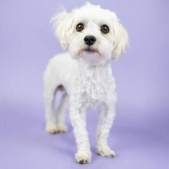 Max 1 -  Miniature Poodle and Mixed Breed Dog for Adoption in Portland, Oregon - Max 1 | PetCurious