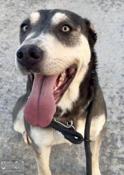 April -  Husky and German Shepherd Dog Dog for Adoption in Wrightwood, California - April | PetCurious