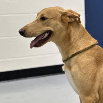 (CCSO) Hepp -  Shepherd Dog for Adoption in Douglas, Arizona - (CCSO) Hepp | PetCurious