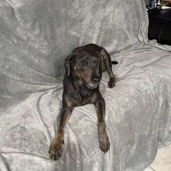 Flashy -  Weimaraner Dog for Adoption in Fort Pierce, Florida - Flashy | PetCurious