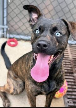 Hancock -  Pit Bull Terrier Dog for Adoption in Chicago, Illinois - Hancock | PetCurious