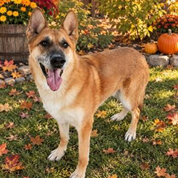 Cooper -  German Shepherd Dog Dog for Adoption in Susanville, California - Cooper | PetCurious