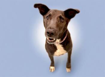 WOODY -  Labrador Retriever and Mixed Breed Dog for Adoption in Fort Lauderdale, Florida - WOODY | PetCurious