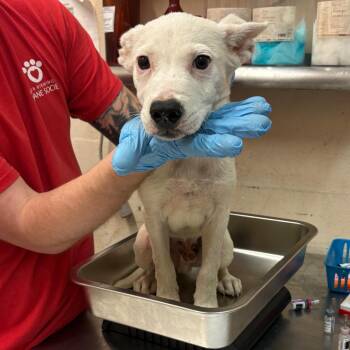 Arlen -  Shepherd and Labrador Retriever Dog for Adoption in Birmingham, Alabama - Arlen | PetCurious