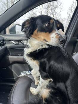 Border Collie and Australian Shepherd Dogs Available for Adoption in Aurora, Indiana - Miss Gypsy | PetCurious