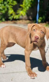 Ac-4880 "Lizzy" -  Chocolate Labrador Retriever Dog for Adoption in Conyers, Georgia - Ac-4880 "Lizzy" | PetCurious