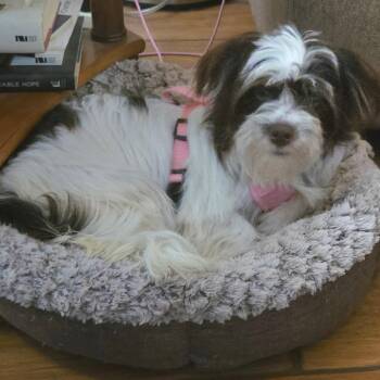 Stella -  Terrier Dog for Adoption in Fullerton, California - Stella | PetCurious