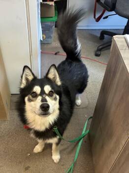 Pomsky Dogs Available for Adoption in Indiana, Pennsylvania - Bandit | PetCurious