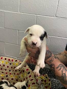 Mixed Breed Dogs Available for Adoption in Jackson, Tennessee - Grumpy | PetCurious