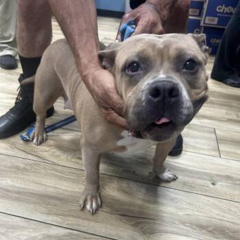 GORDA -  Pit Bull Terrier Dog for Adoption in Newark, New Jersey - GORDA | PetCurious