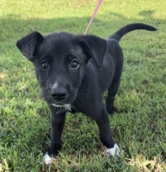 Maya -  Labrador Retriever Dog for Adoption in Clearwater, Florida - Maya | PetCurious