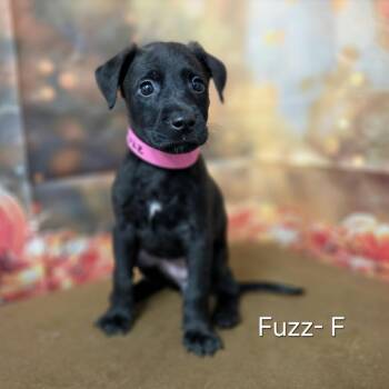 Fuzz -  Retriever and Mixed Breed Dog for Adoption in Griswold, Connecticut - Fuzz | PetCurious