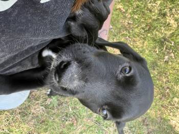 Cane Corso and Coonhound Dogs Available for Adoption - Snoop | PetCurious