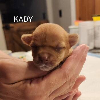 Kady -  Chihuahua Dog for Adoption in Fargo, North Dakota - Kady | PetCurious