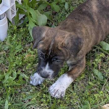 Mixed Breed Dogs Available for Adoption - Bobby | PetCurious