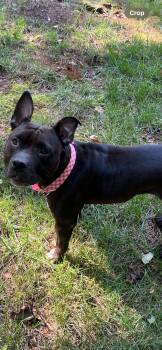 Rescue Mixed Breed Dogs for Adoption in Blairsville, Georgia - Koko | PetCurious