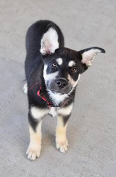 The M Litter -  German Shepherd Dog and Husky Dog for Adoption in Pontiac, Michigan - The M Litter | PetCurious