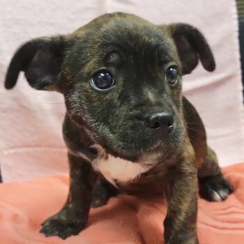 Mixed Breed Dogs Available for Adoption - Bernice | PetCurious