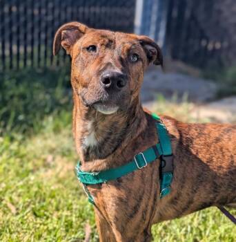 Pit Bull Terrier Dogs Available for Adoption - Seymour | PetCurious