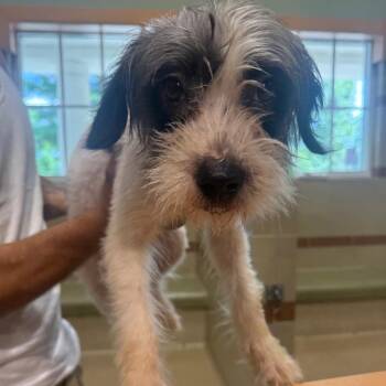 Furball -  Mixed Breed Dog for Adoption in Winston-salem, North Carolina - Furball | PetCurious