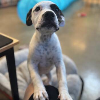 Jakab -  Treeing Walker Coonhound and Pit Bull Terrier Dog for Adoption in Mankato, Minnesota - Jakab | PetCurious