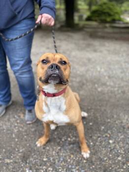 Rescue Boxer Dogs for Adoption in Lacey Township, New Jersey - Jordan | PetCurious
