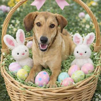 Labrador Retriever Dogs Available for Adoption - Sweetie - Quiet, A Sensitive Soul Girl Who