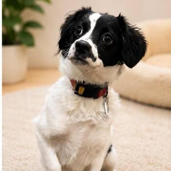 Papillon and Mixed Breed Dogs Available for Adoption in Arlington, Virginia - Prarie | PetCurious
