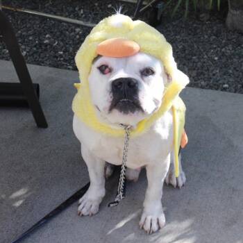 Zen -  English Bulldog Dog for Adoption in Wahiawa, Hawaii - Zen | PetCurious