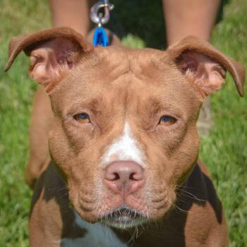 Fern -  American Staffordshire Terrier and Boxer Dog for Adoption in Huntley, Illinois - Fern | PetCurious