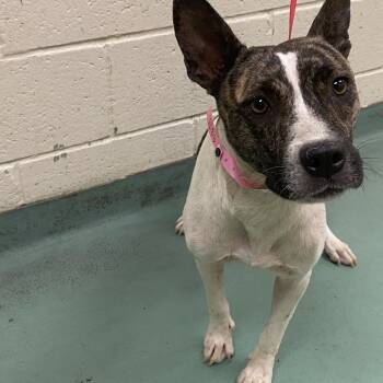 Rescue Mixed Breed Dogs for Adoption in Bartlett, Tennessee - Maw | PetCurious