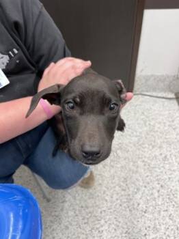 Rescue Mixed Breed Dogs for Adoption in Atlanta, Georgia - Biscuit | PetCurious