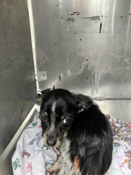 Mixed Breed Dogs Available for Adoption - TIANA | PetCurious