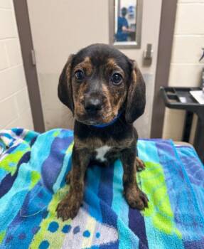 Coonhound and Mixed Breed Dogs Available for Adoption in Westland, Michigan - Dr. Whitaker | PetCurious
