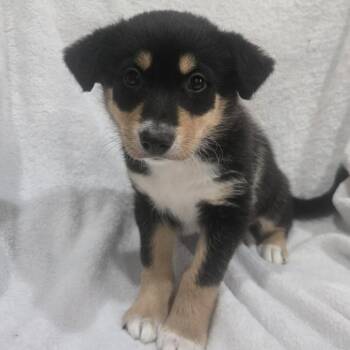 So What -  Husky and Mixed Breed Dog for Adoption in Olathe, Kansas - So What | PetCurious